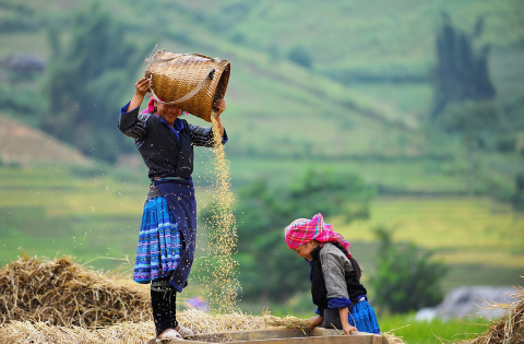 Ngắm mùa vàng Tây Bắc trong nắng thu